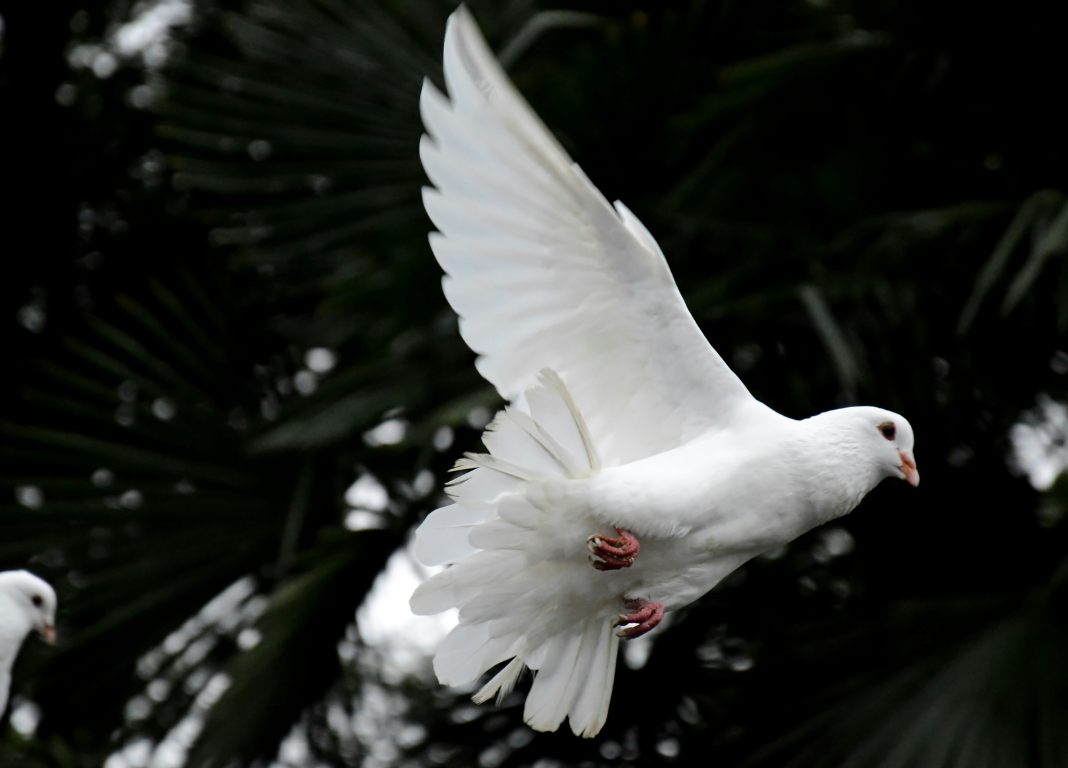 Dove Picture